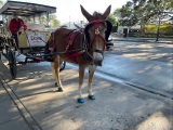 mule-and-carriage-IMG_0242