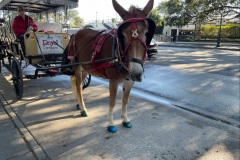 mule-and-carriage-IMG_0242